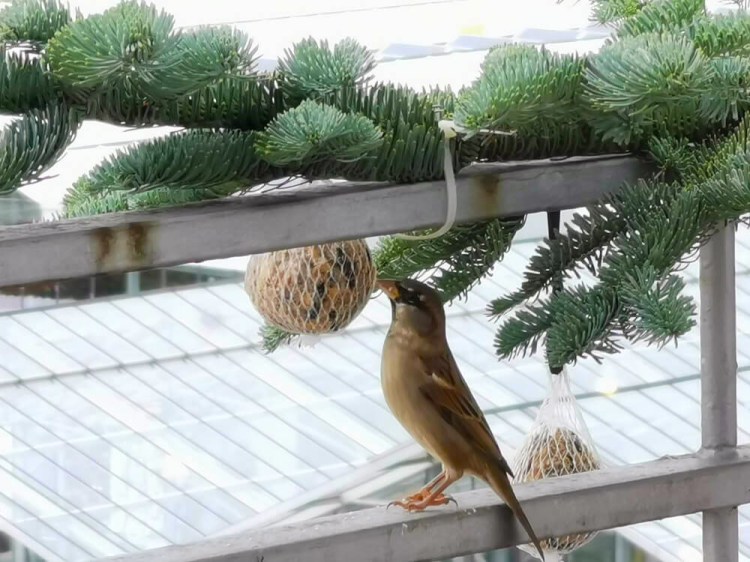 Ein kleiner Vogel steht auf dem Balkongeländer und pickt an einem Meisenknödel zwischen festgebundenen Tannenzweigen