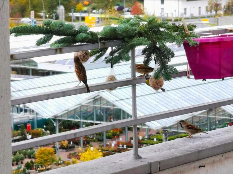 Vogel sitzt auf Balkonbrüstung und pickt an einem Insektenknödel zwischen Tannenzweigen