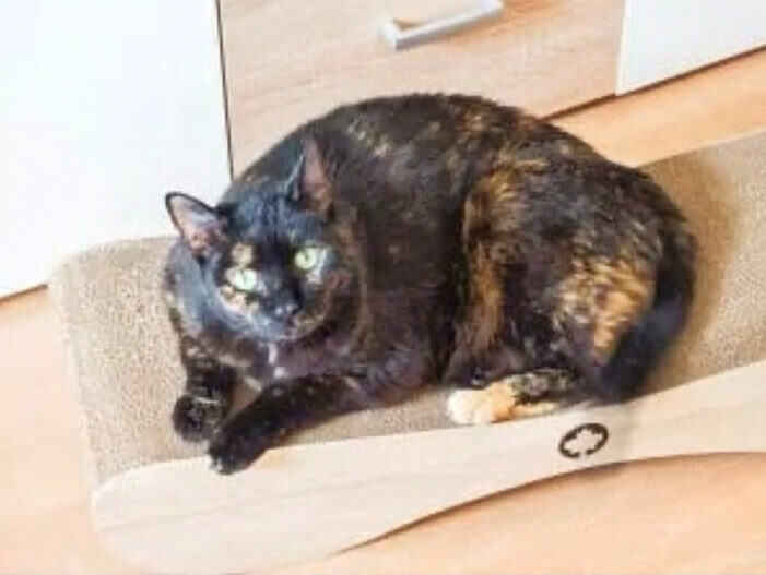 Katze liegt auf nachhaltigem Kratzbrett und schaut direkt in die Kamera