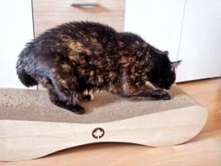 katze kratz aktiv an nachhaltigem Kratzbrett in Holzoptik, das vor dem Schrank steht.